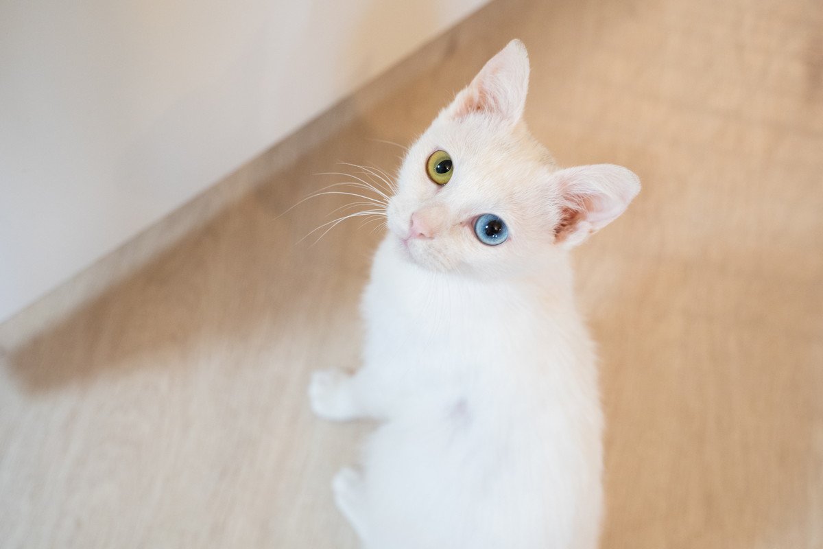 白猫ってどんな性格？その特徴や性格、気をつけるべきポイント　生まれつき耳が聞こえない子が多いって本当？