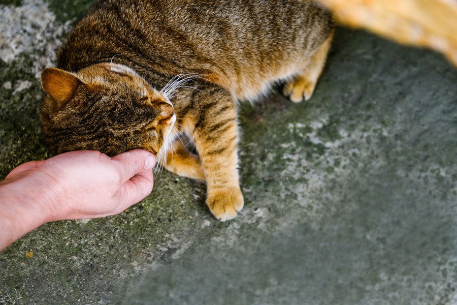 大人気の「病院猫」が突然失踪！　地域ぐるみの捜索が功を奏し、無事発見へ　ニュージーランド