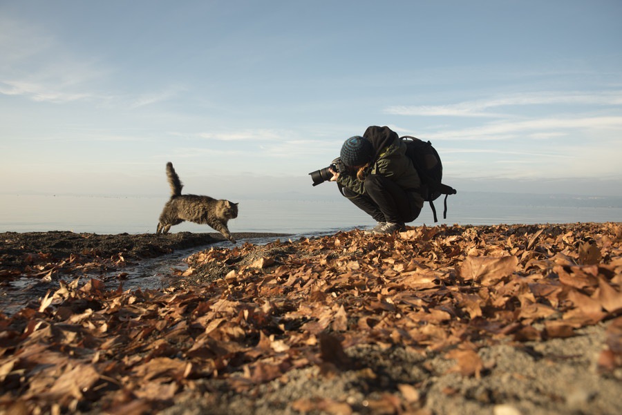 「岩合光昭」は猫の写真家！これまで生み出した作品たち