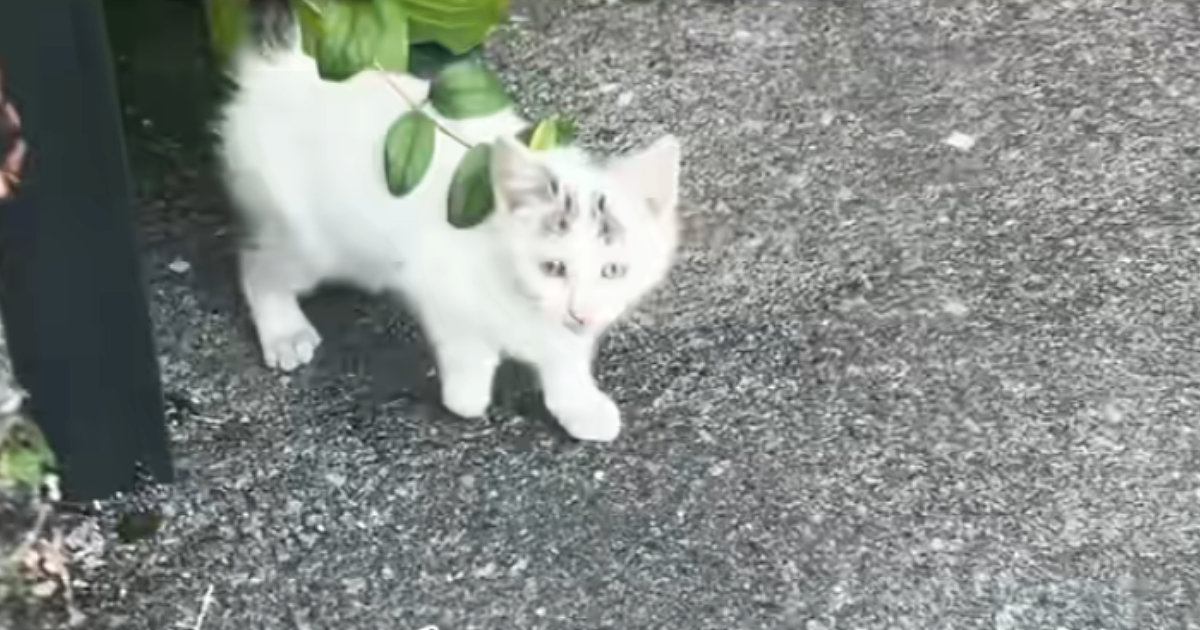 迎えてあげたいけど…声が枯れるまで『鳴き続けた子猫』との出会い→悩んだ末に下した『決断』が……「涙が出た」「本当にありがとう」と45万再生