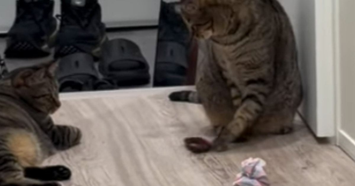 深夜に廊下を見たら『2匹の猫』がいて…まさかのやり取りに「微妙な空気感が可愛すぎるｗ」「一緒に遊びたいんだｗ」と15万再生