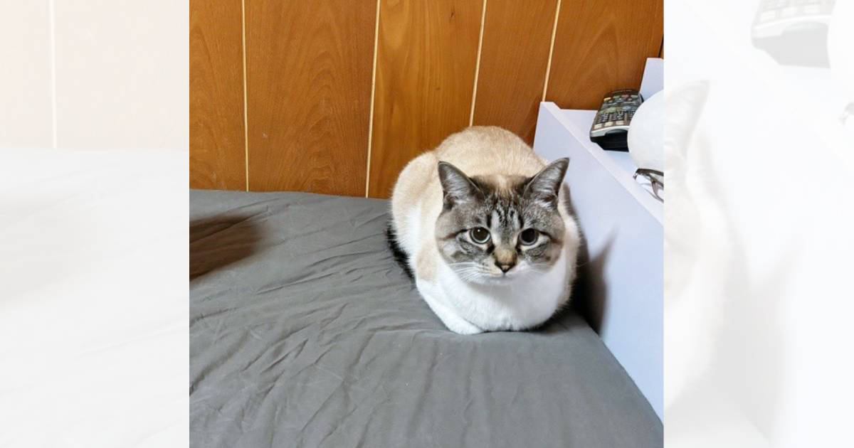 ベッドの上で絶妙な距離感を保つ猫→"隣"にいるのは？…思わず笑っちゃう光景が163万表示「仲良くできるかにゃｗ」「かわいいーｗ」