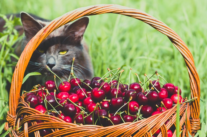 猫はさくらんぼを食べても大丈夫？正しい与え方と注意点