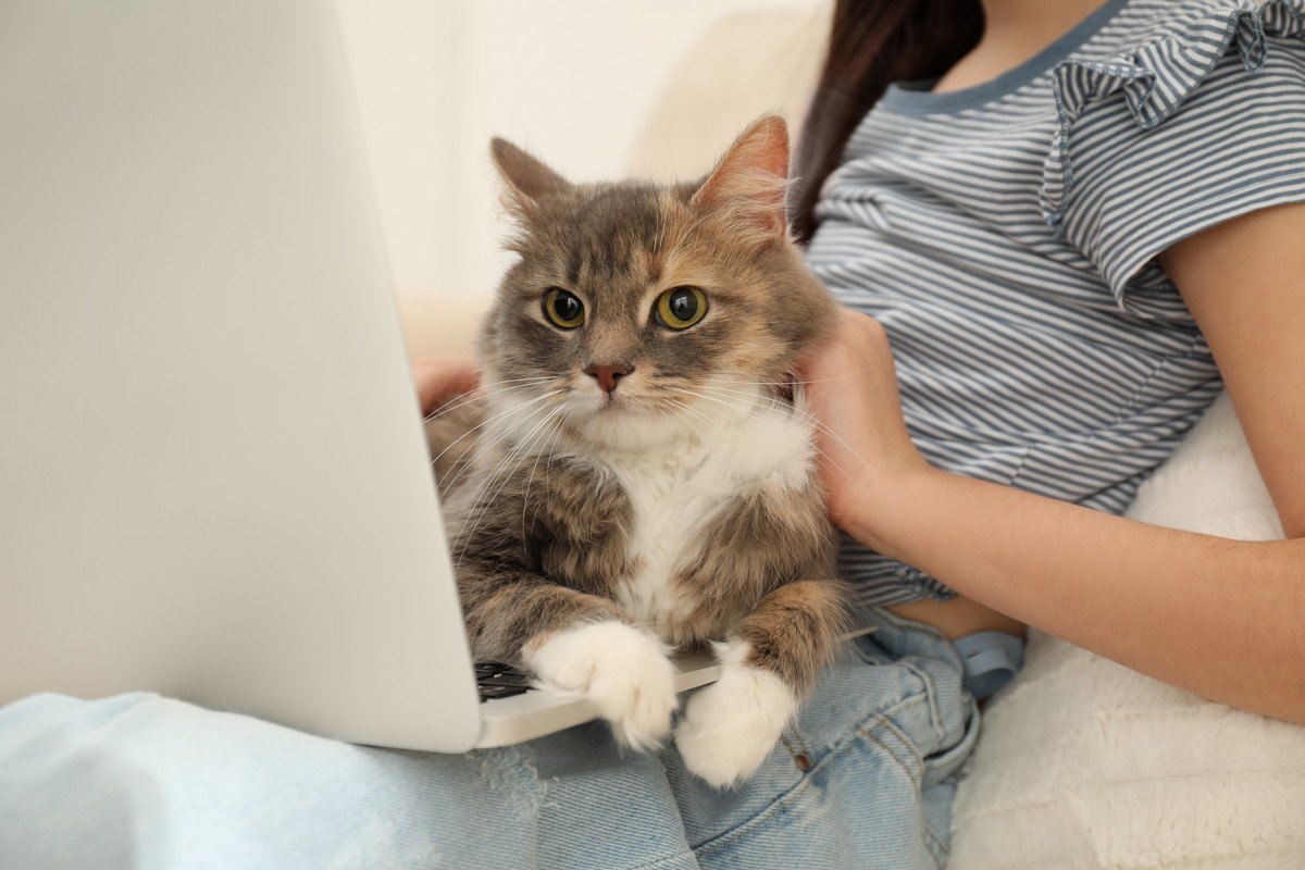 猫が邪魔したくなる飼い主の気になる行動3つ