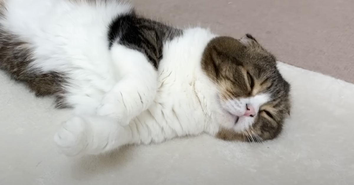 昼寝中の猫に『ごはんだよ』と伝えてみた結果…思わず笑顔になる『検証の様子』に「めっちゃ癒された」「可愛すぎて悶えた」と4万再生