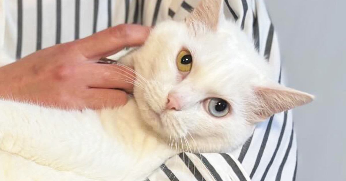 大好きなママに『抱っこされる猫』→『足』を見ると……思わず笑ってしまう光景に「えーっ見事なまでにｗ」「かわいいｗ」とSNSで反響