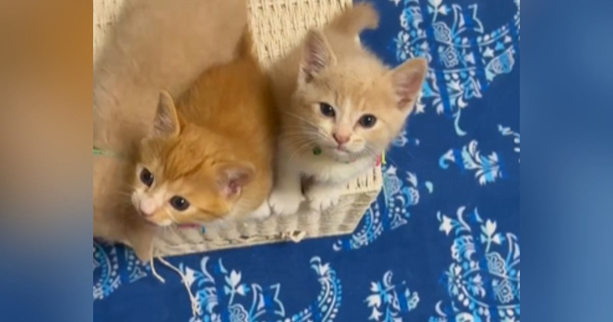 ごはんの準備をしていると、足元で『3匹の子猫』が…可愛すぎる行動に癒される人が続出「アピールがすごいｗ」「天然の刀ｗ」と12万再生