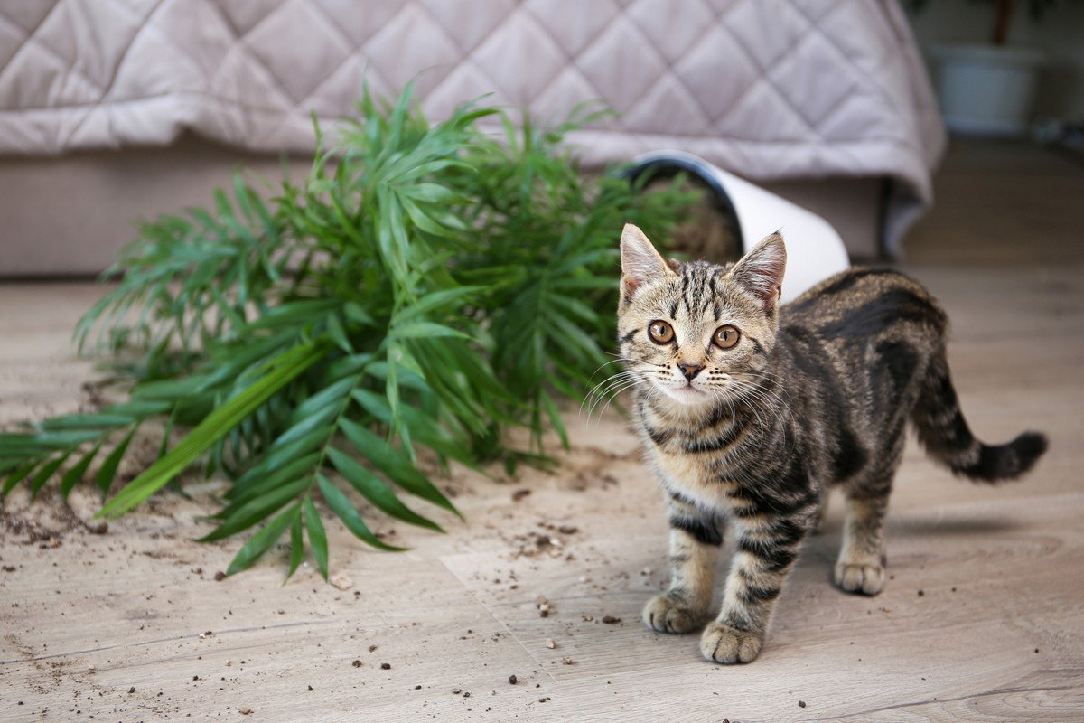 猫と暮らしたいなら…飼い主さんが「あきらめた方がいい」3つのこと