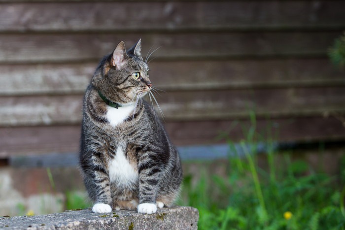 オス猫の特徴や性格！メス猫との違いからかかりやすい病気まで