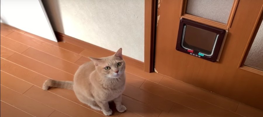 『やっぱり嫌だぁ〜』猫ちゃんの譲れないプライド