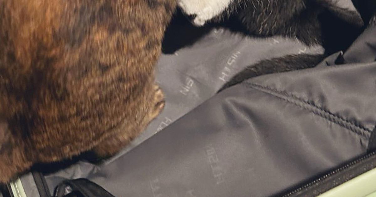 荷物を詰めようとスーツケースを開けておいたら…『2匹の猫がとった行動』に「落ち着く子はよく見るけどｗ」「とても良い」と91万表示