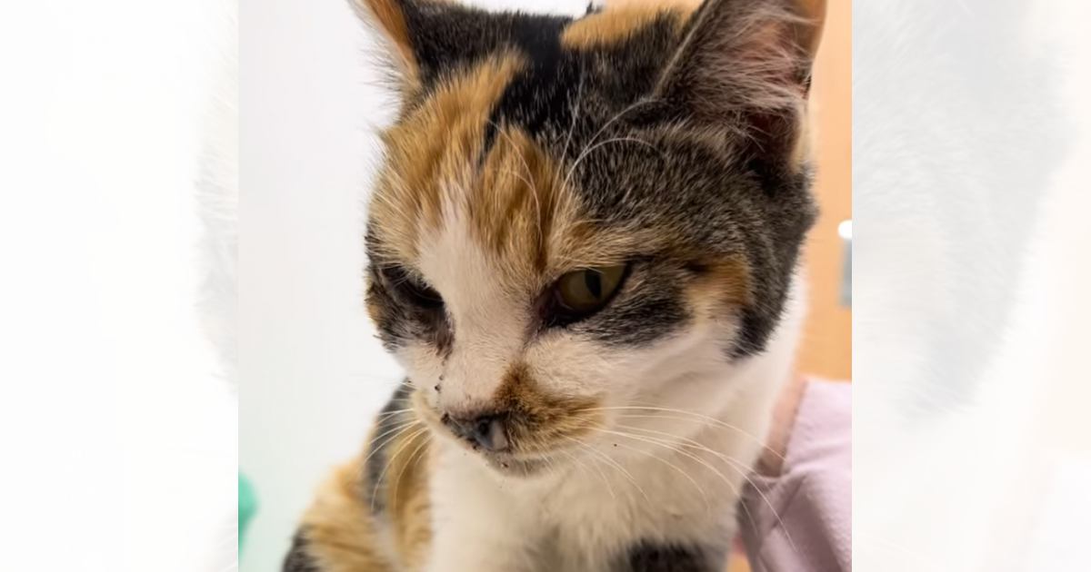 鼻で呼吸ができなかった『ひどい状態の野良猫』を保護→元気になった結果…まさかの『変化』に涙「嬉しかったんだね」「ありがとうって伝えてる」