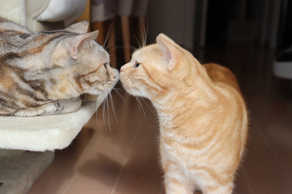 猫同士が密かに守っている『暗黙の了解』4選　無用な争いを避け、共存するための猫たちの知恵