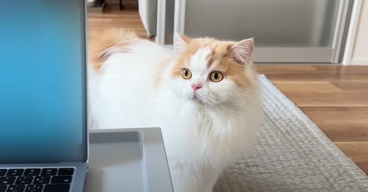 大きな『雷の音』に驚いた猫と犬→飼い主に近寄ってきて…思わず頬が緩む『可愛すぎる光景』に反響「顔に気持ちが出てるね」「癒された」