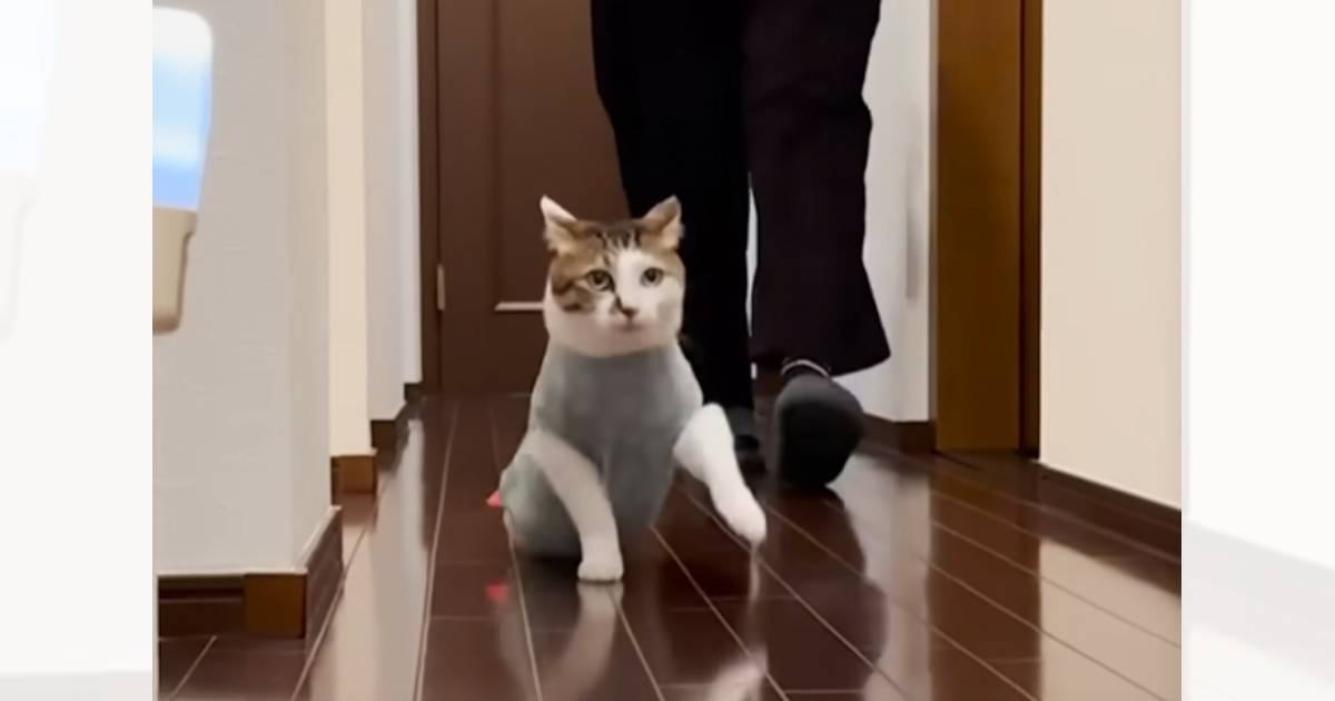「ニヤニヤが止まらない」晩ごはんの時間、廊下を移動する猫を見てみたら…あまりにも可愛すぎる『歩き方』が38万再生「エッホエッホみたい」