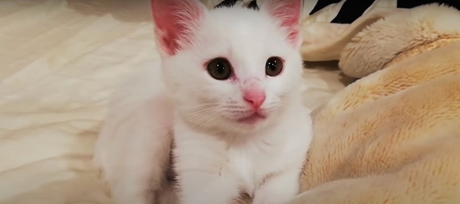 屋根裏で子猫を保護してから早1年…こんな立派になりました♡