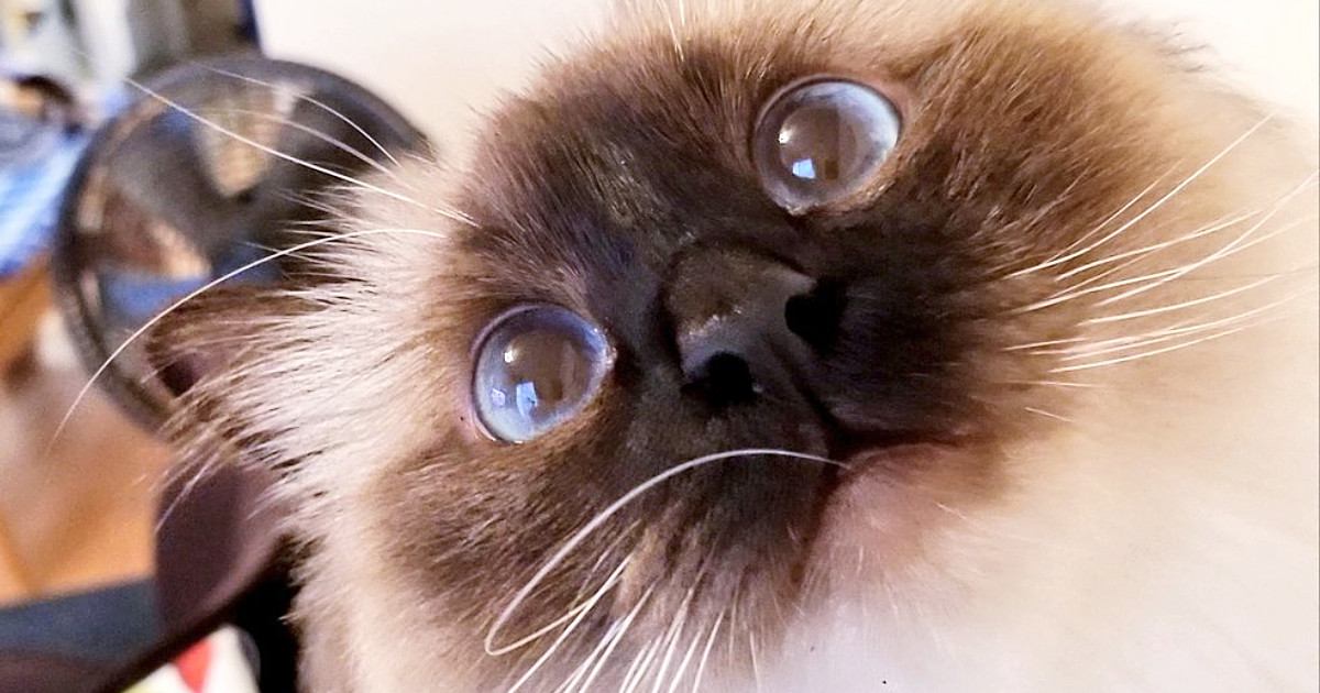 猫の『毛色』を夏と冬で比べてみた結果…まるで別の猫みたいな『驚きの変化』に「すごい変わった」「夏の日差しは厳しいからねｗ」と反響