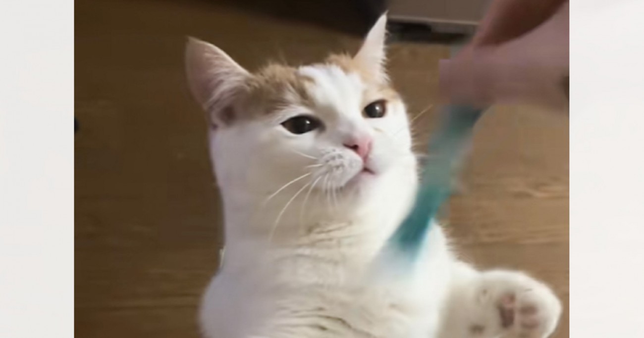 『猫がおもちゃを掴んだ』かと思ったら、次の瞬間…予想もしていなかった『まさかの行動』が22万再生「想像以上ｗ」「まずはありがとう」