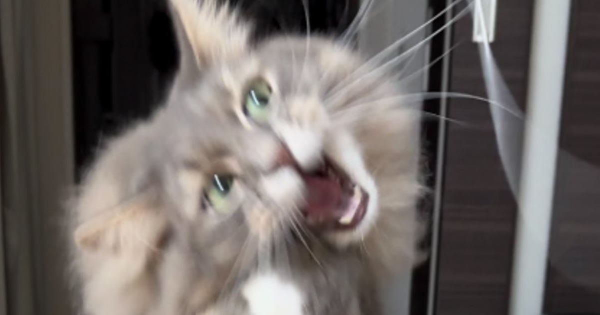 猫がおもちゃに飛びかかった瞬間を撮影したら…『まさかの姿』に1万9000いいね「首が落ちるマジックみたい」「見れば見るほど面白いｗ」