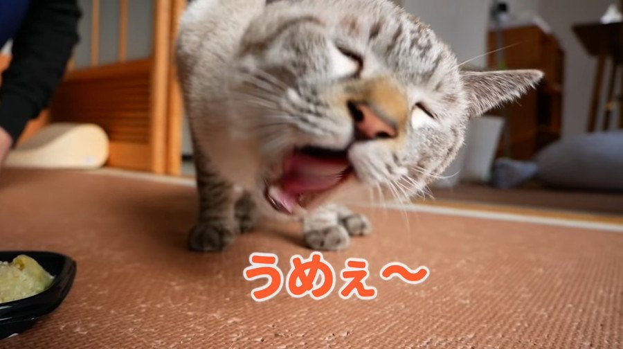 ご馳走で猫ちゃんとパーティ！