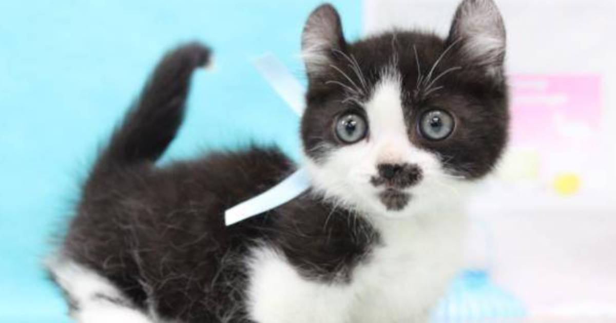 パヤパヤの小さな子猫→４歳の誕生日を迎えた結果…すてきなビフォーアフターに癒される人が続出「なんてかわいいの～」「なんてキュート」
