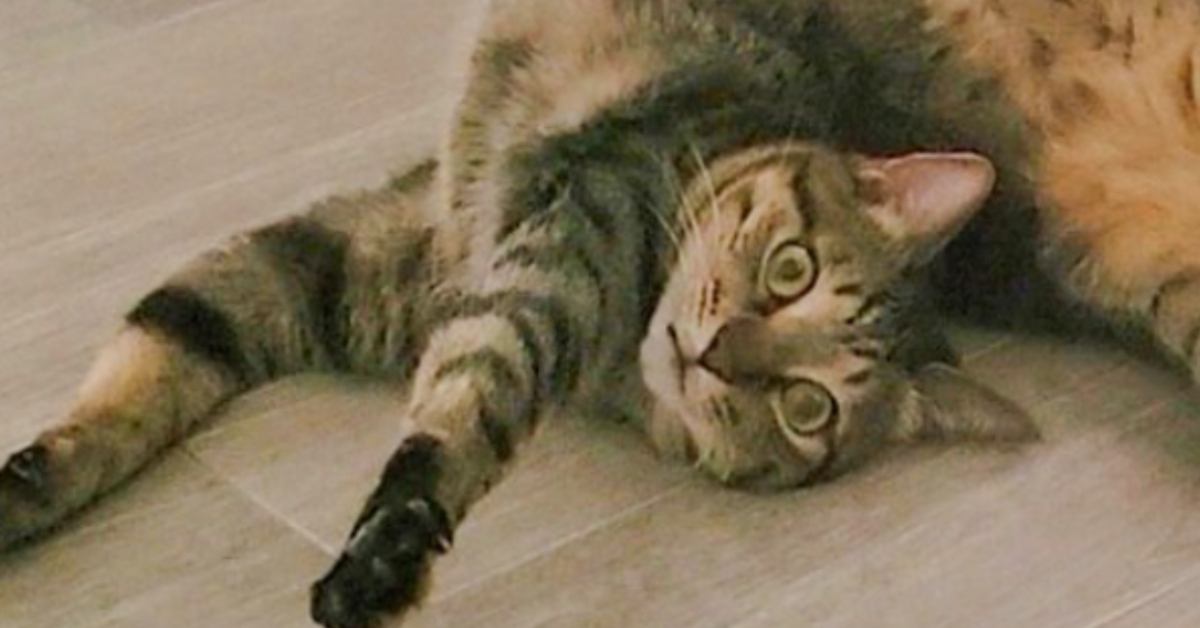 床の上でリラックスしている猫→よく見たら……2度見必至の『とんでもない体勢』に5万いいね「考えてもわからんねｗ」「体操選手を超えてる」