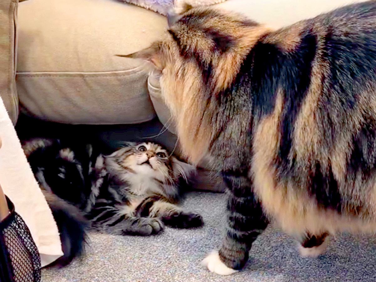 新たに子猫を迎えた結果→２匹の先住猫が、仲良くなろうと奮闘して…『優しさあふれる行動』に絶賛「なんて優しいお兄ニャン」「素敵な物語」