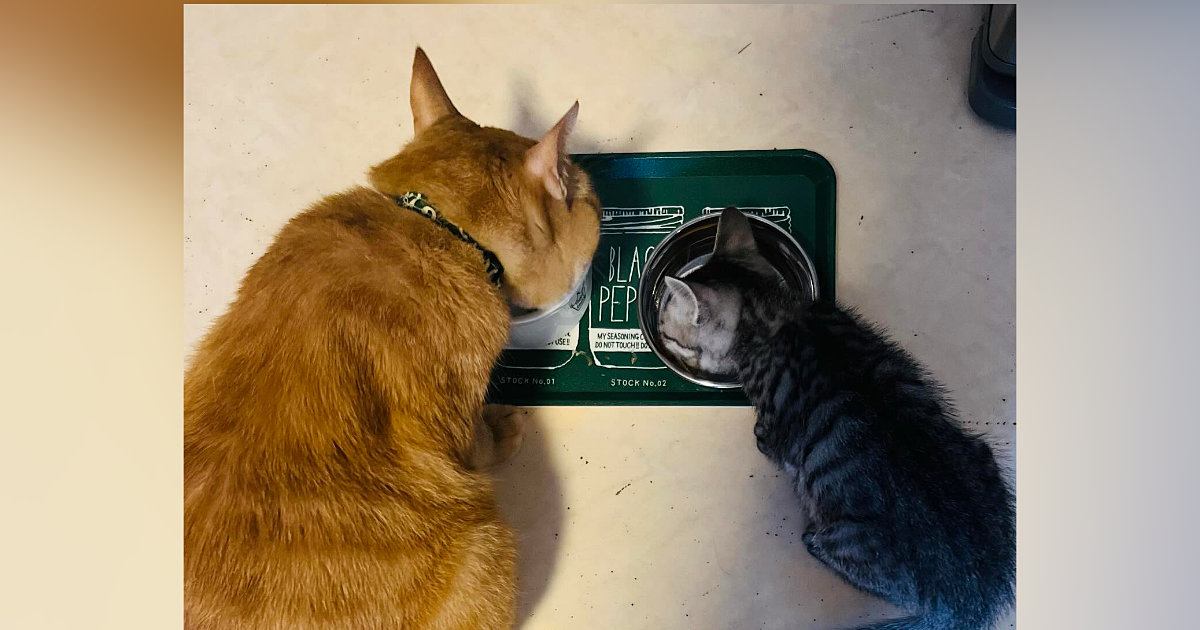 ずっとおじいちゃん猫に見守られて育った子猫→現在……尊すぎる『成長記録』に感動の声続出「うう〜っ涙が出ちゃう」「幸せを頂いた」