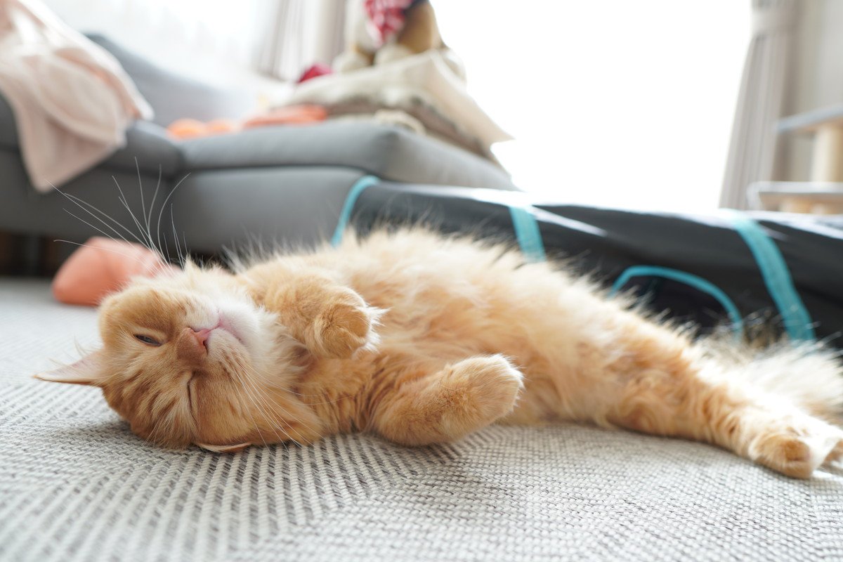 猫と暮らしてから気づく『意外な習性』4選　不思議な行動や習慣の意味とは？