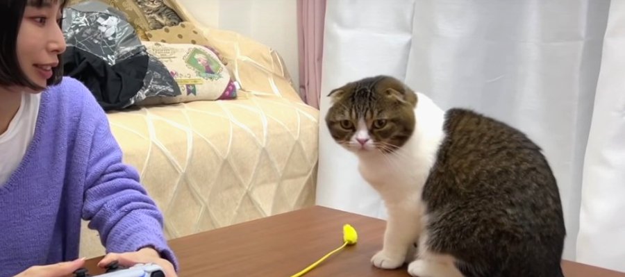 飼い主さんの目の前で遊んでほしいアピールをする可愛い猫くん！