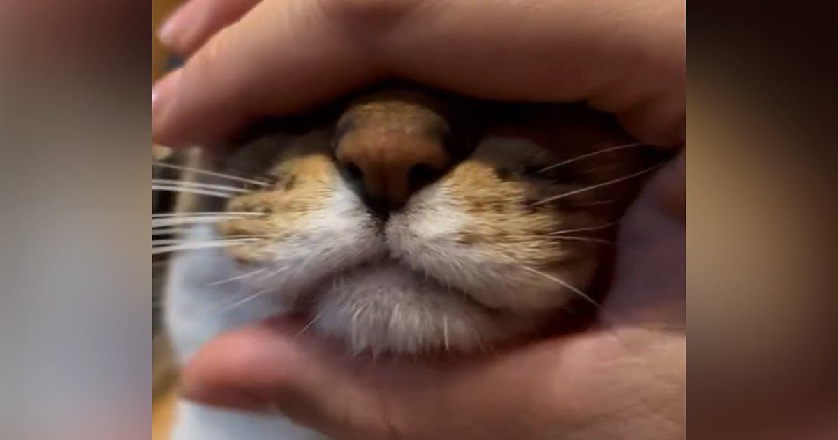 顔を揉まれるのが大好きな三毛猫…可愛すぎる"口元"に４万いいね「想像よりむぎゅむぎゅしていて笑ったｗ」「ぷっくりしてて好きすぎる」と話題