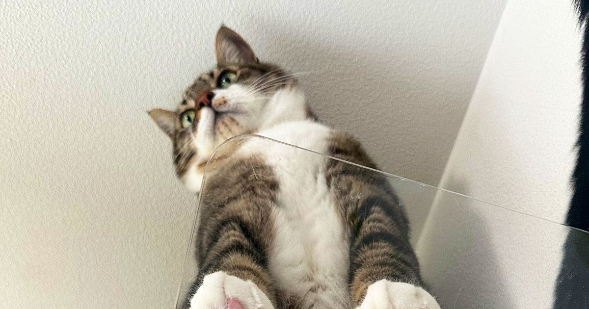 透明なキャットステップに乗るネコ→『下から見上げる』と…まさに絶景『たまらない瞬間』に３万いいね「いい眺め」「ありがとうございます」