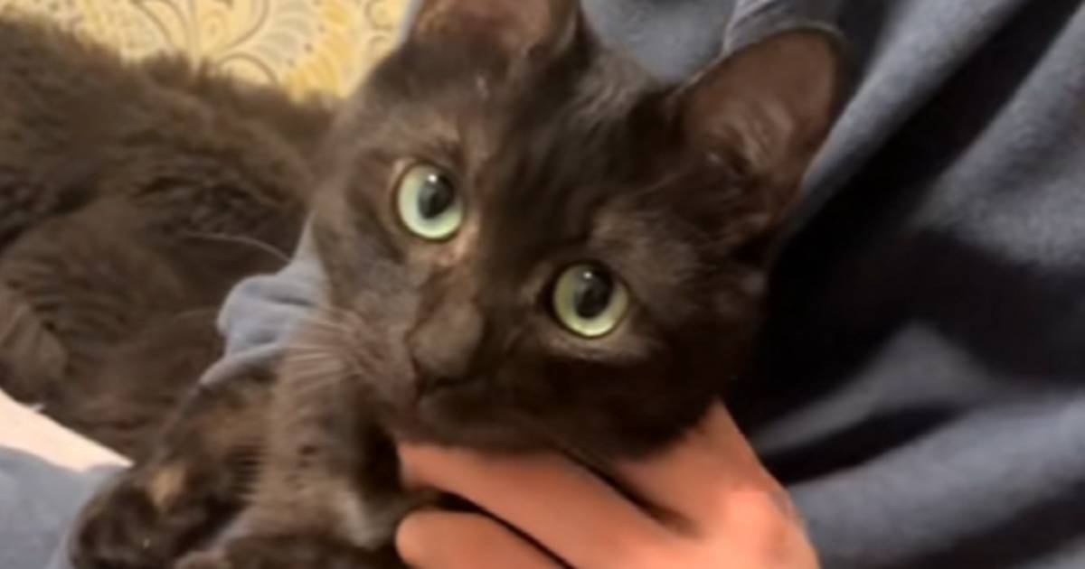 『新入りの子猫』が家にやって来たら…先住猫が見せた『可愛すぎる行動』が14万再生「私赤ちゃんですけどって顔」「かまってほしいのよ」