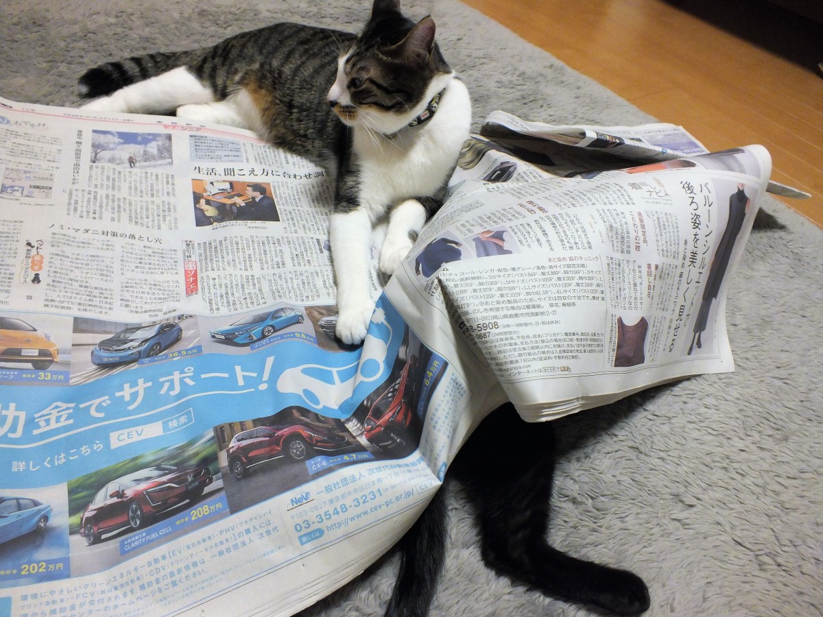 猫が新聞を読むことを邪魔して困る！解決法はこれ!