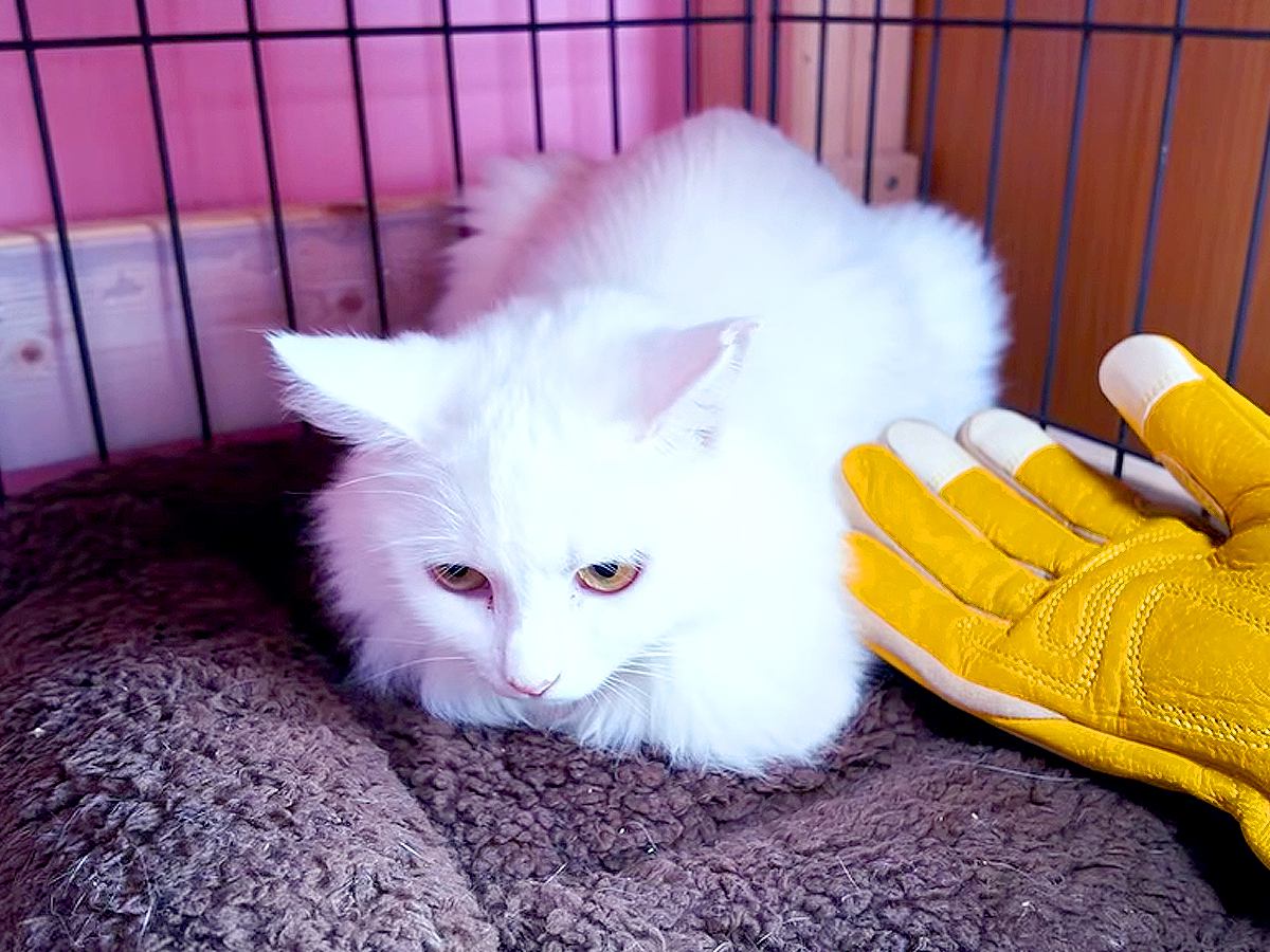 人間を信じられず、威嚇していた保護猫→諦めずにコミュニケーションを取った結果…『幸せな結末』に感動「どんどん優しいお顔に」「良かったね」