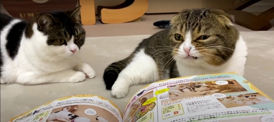 おねだり？オモチャのページをめくらせない猫ちゃん！