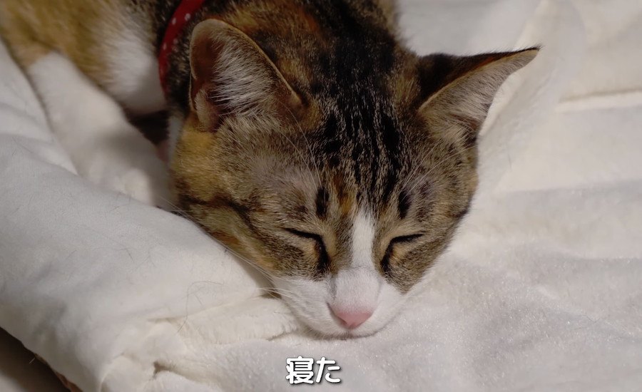 猫ちゃん達の美しいウィスカーパッド