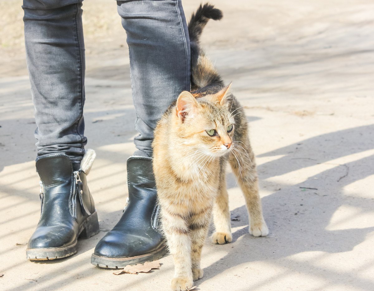 『野良猫に懐かれる』人がしていること4つ