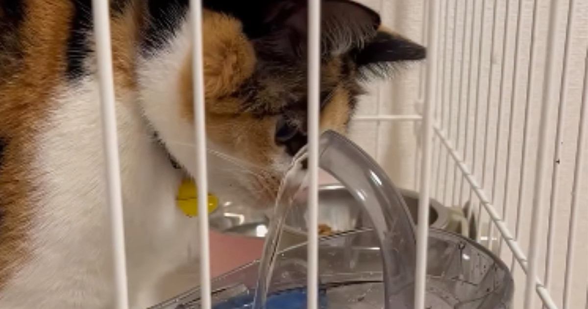 水道水ばかり飲む三毛猫→蛇口のような形状の給水器を買った結果…"思っていたのと違う"展開に笑顔になる人続出「可愛いｗ」「自由だね」