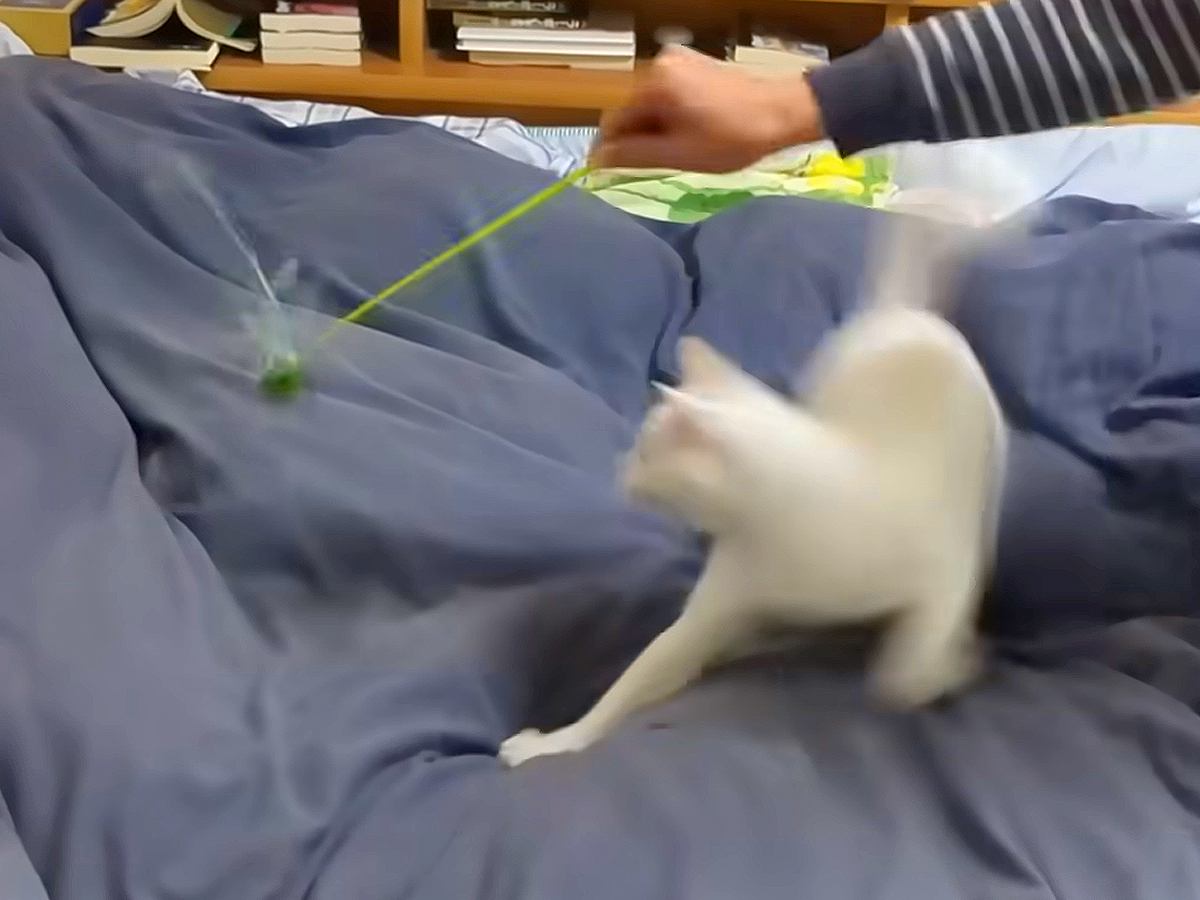 パパが娘に『猫が大興奮するねこじゃらし術』を伝授した結果…あまりにも『愛と幸せあふれる光景』に「ほっこりした」「思い出エピソードに涙」