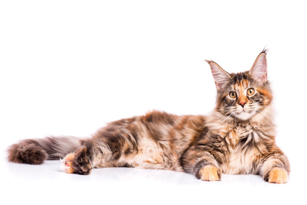 縁起が良いと言われる『べっこう猫』の魅力3選！よく似た『サビ猫』、違いは何？