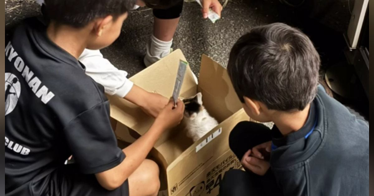 トンネルの中を走る『小さな子猫』を発見…一度帰宅するも、気になって戻った結果→胸が熱くなる展開が23万再生「運命」「出会えてよかった」