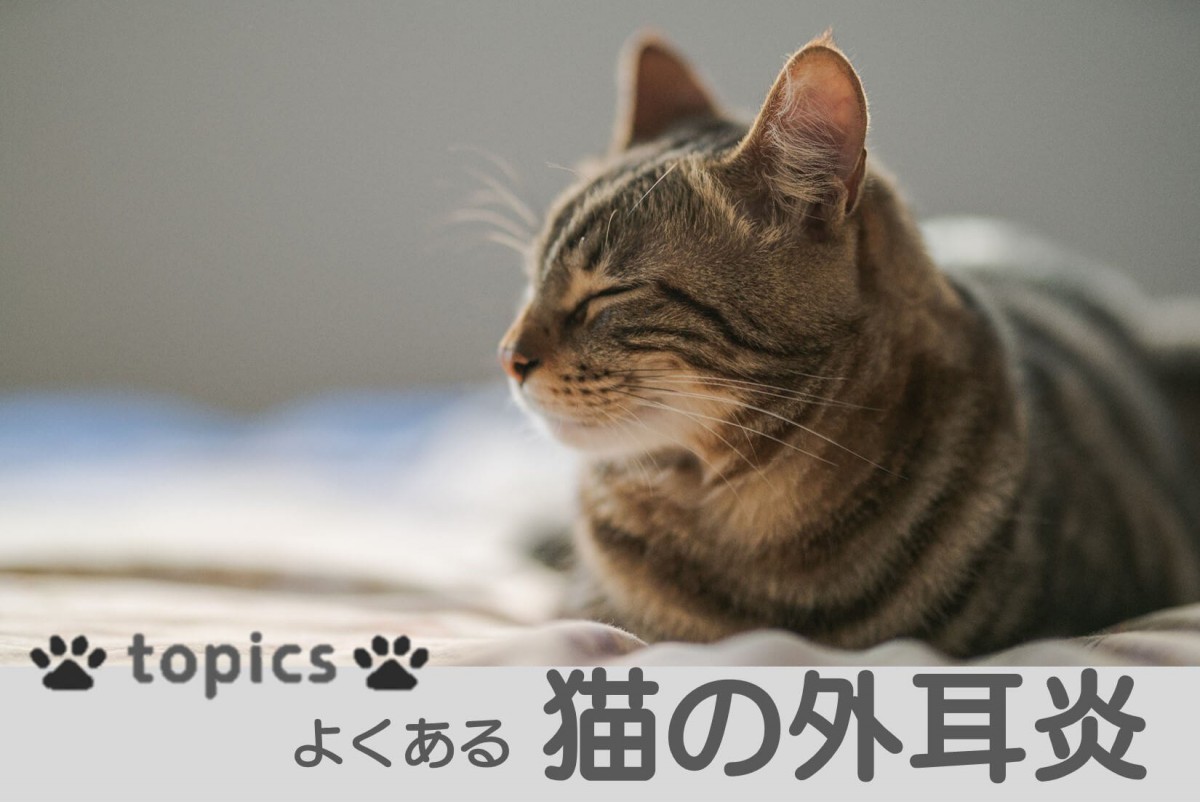 よくある猫の外耳炎