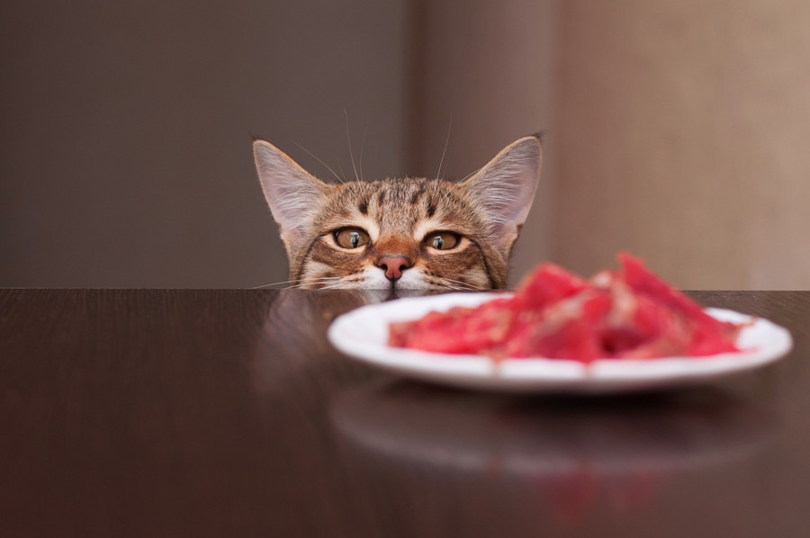 しつけ不足で猫が起こす問題行動！どうして人のご飯を欲しがるの？