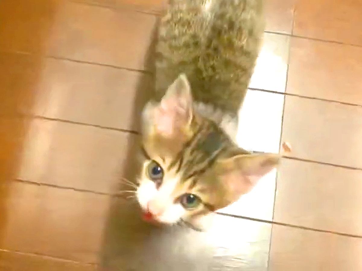 お腹がペコペコな保護子猫→必死に鳴いておねだりして…悶絶必至の『可愛い行動』に反響「ダミ声ばりかわ」「何でもしてあげたくなっちゃう」