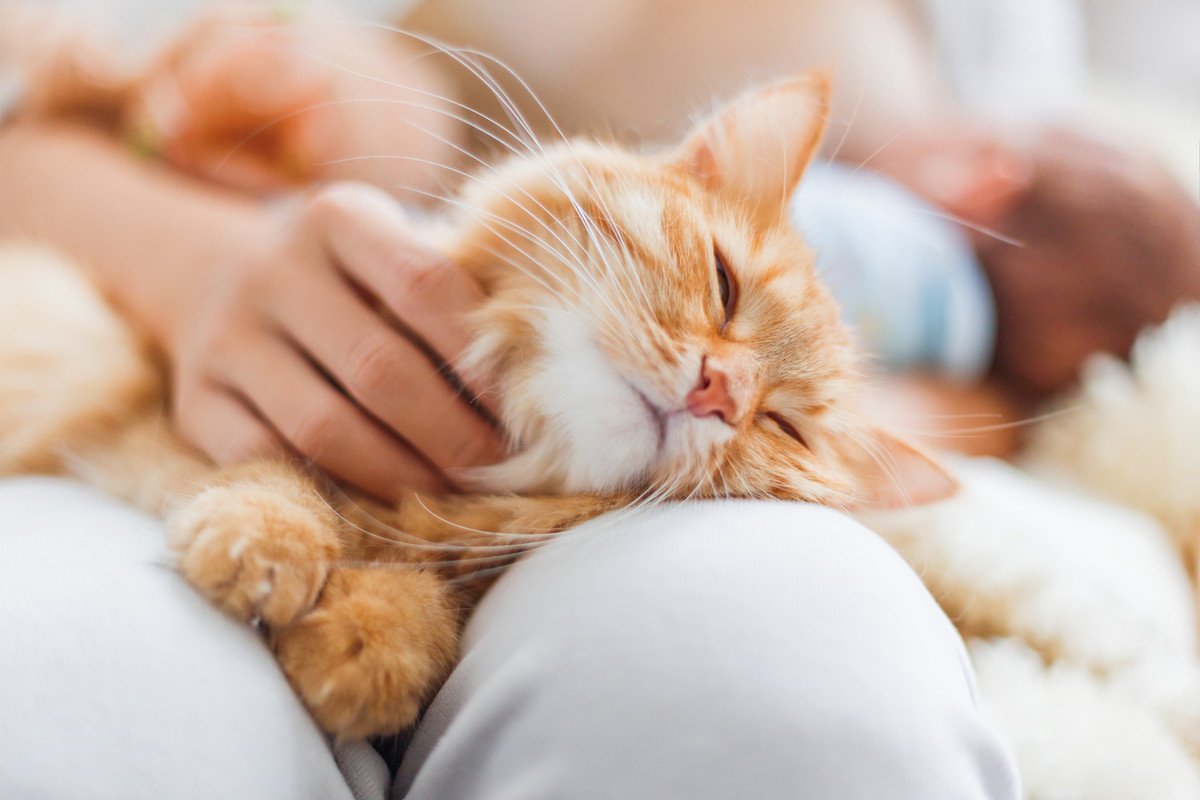 猫が飼い主さんに『甘えたいニャ』と思っているときのサイン3つ　心ゆくまでスリゴロさせよう♡