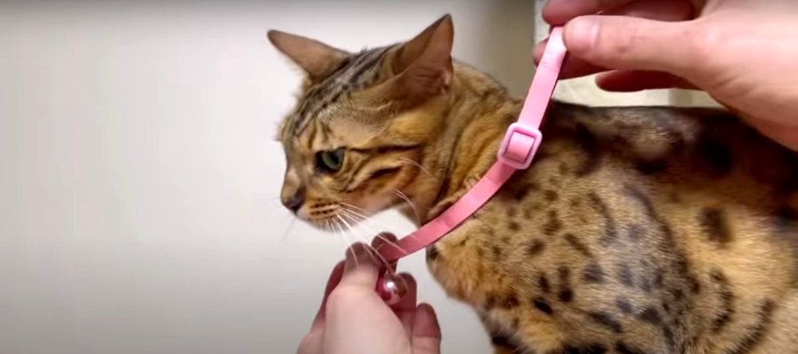 「私は知らないニャ〜」首輪を自ら外して隠すかしこい？猫ちゃん