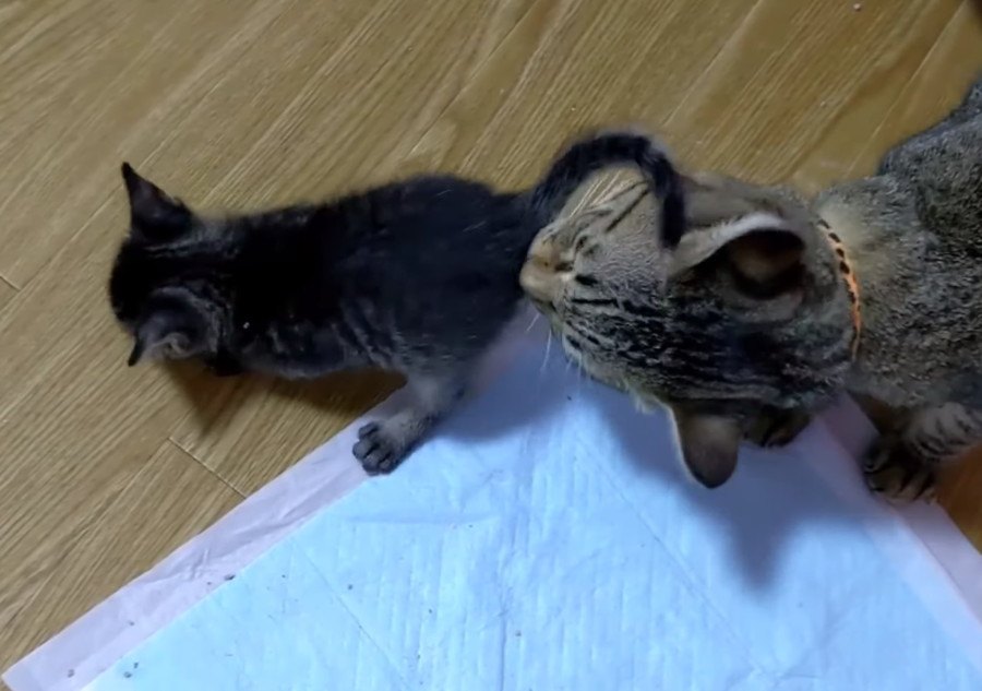 子猫たちに付きっきり！母のようなオス猫さん