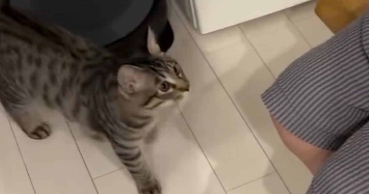 保護猫を家族に迎えた結果→『2か月』しか経っていないのに…あまりにも愛おしい光景に「羨ましい限り」「あ～も～幸せ」と反響