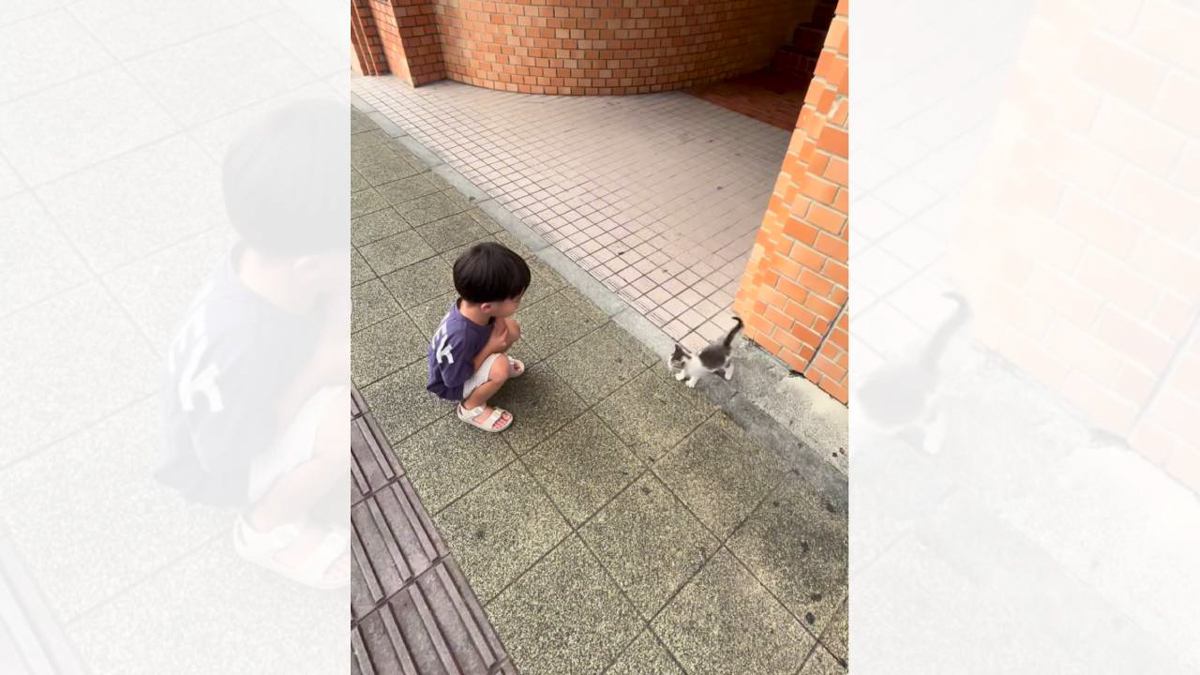 4歳の男の子が野良の子猫と出会った結果…少年の『純粋で優しい心』に涙が出ると216万再生の反響「もらい泣きした」「本当に優しい」